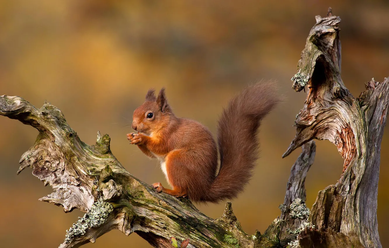 Photo wallpaper tail, rodent, red squirrel