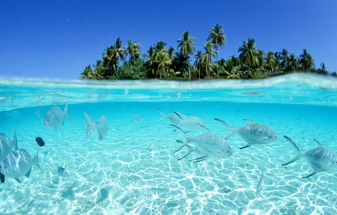 Photo wallpaper water, the ocean, island, fish, underwater, tropical island