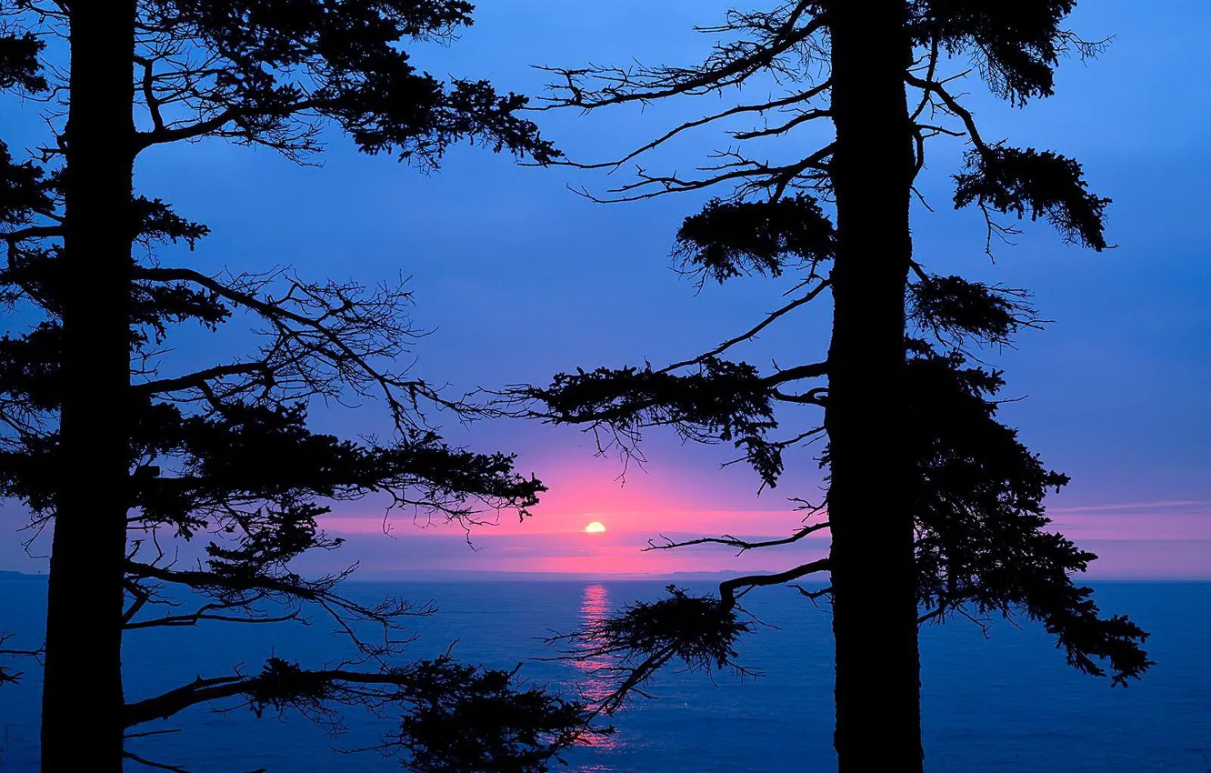 Photo wallpaper trees, sunset, branches, lake