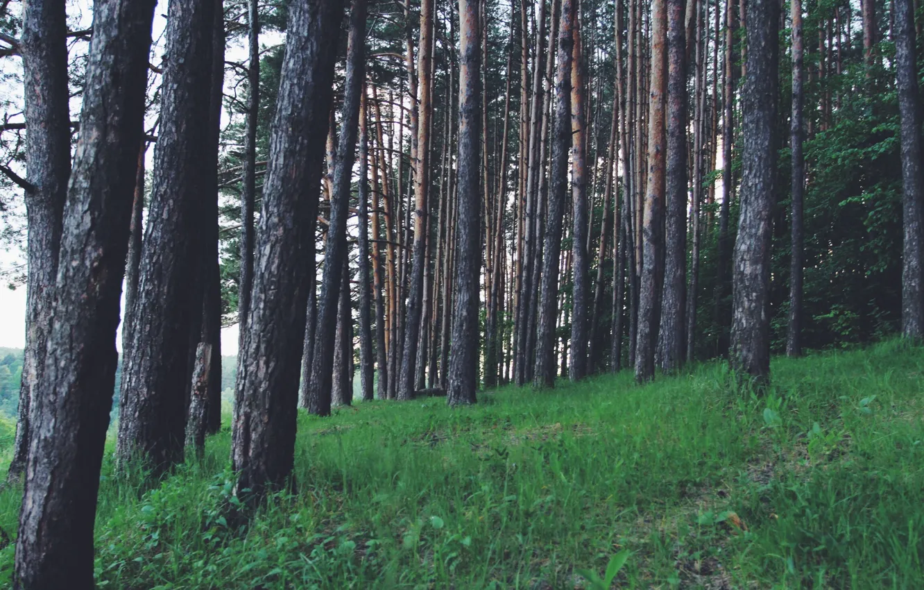 Photo wallpaper greens, field, forest, grass, trees, landscape, freshness, nature