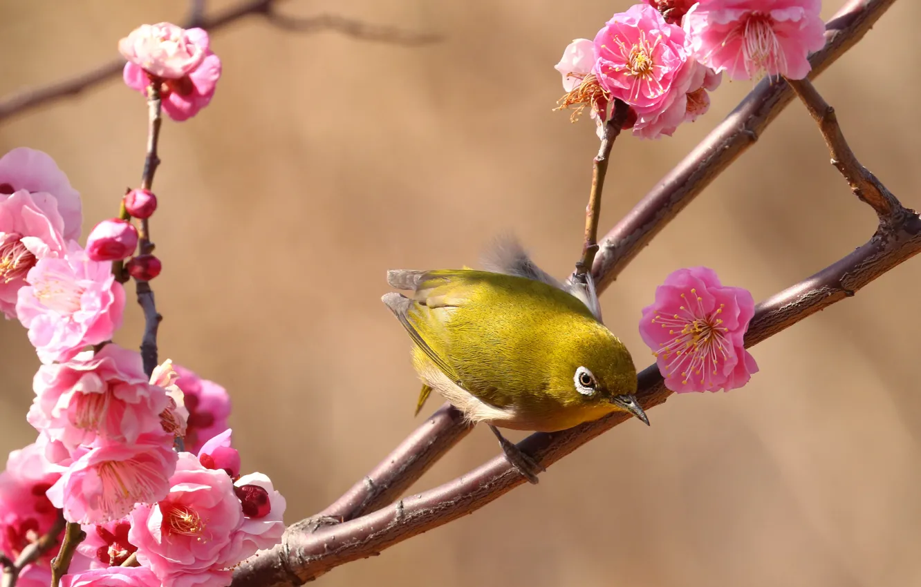 Photo wallpaper flowers, branches, background, bird, spring, Sakura, pink, flowering