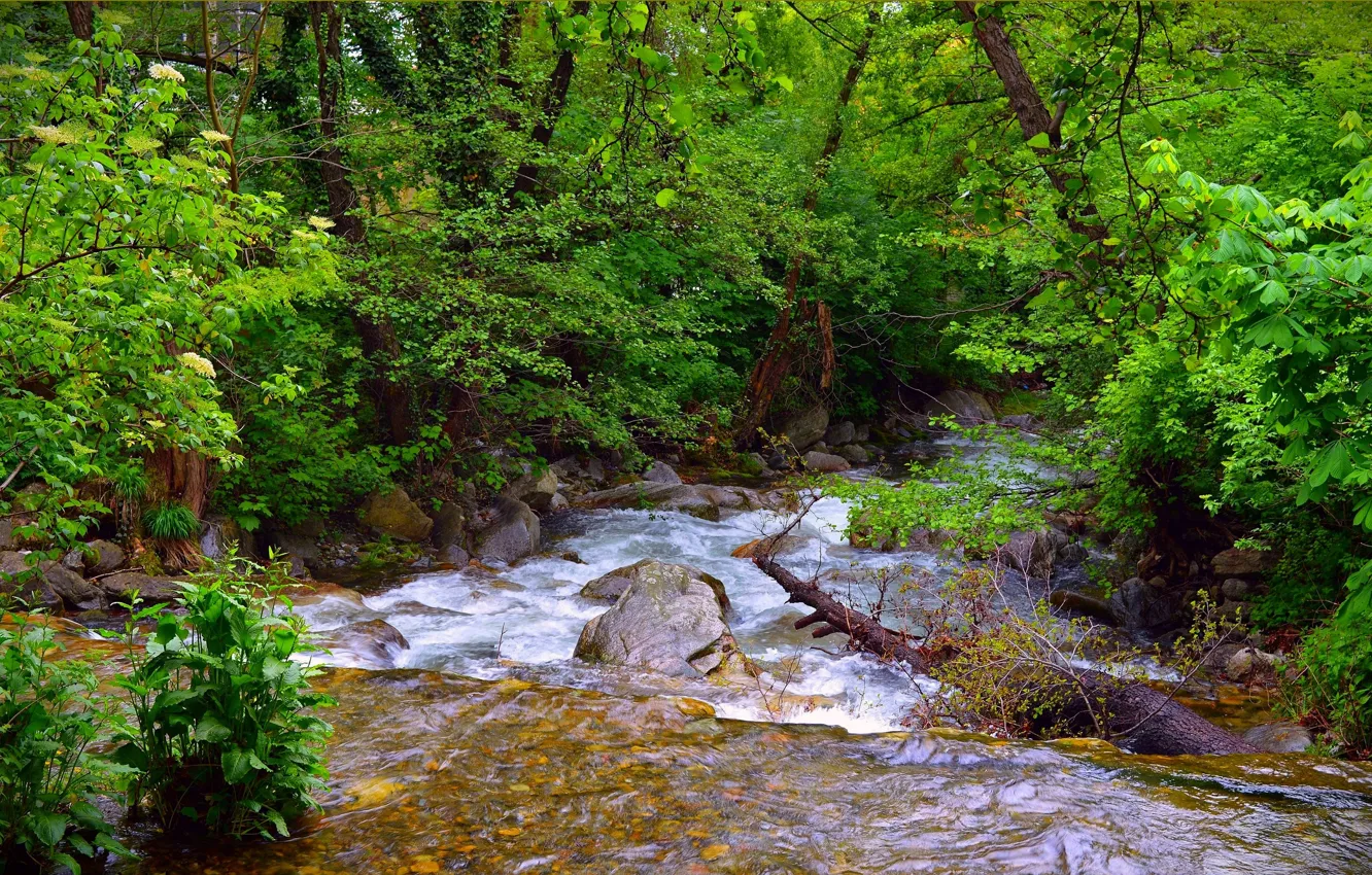 Photo wallpaper forest, stream, spring, river, forest, river, spring, Flow