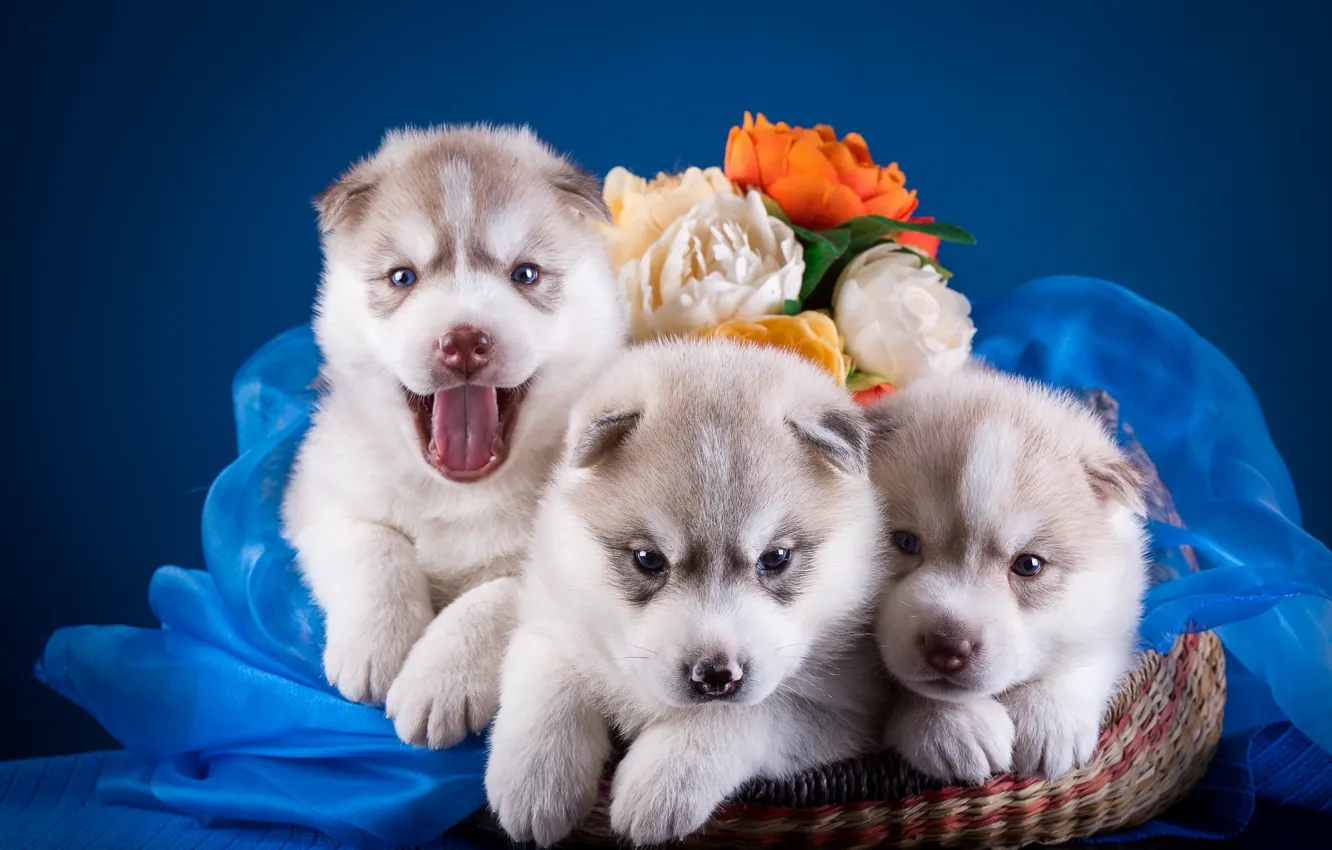 Photo wallpaper flowers, basket, puppies, trio, husky