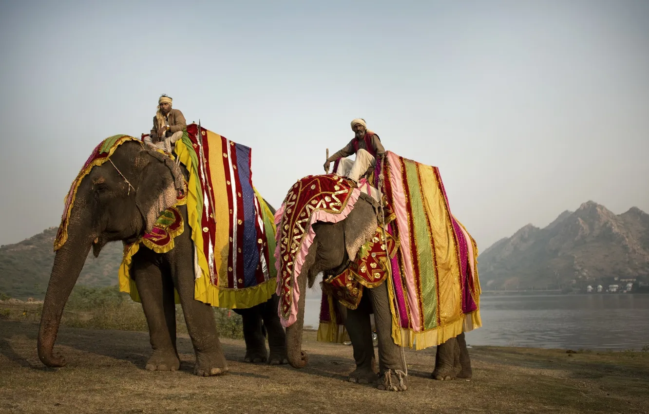 Photo wallpaper landscape, elephant, male