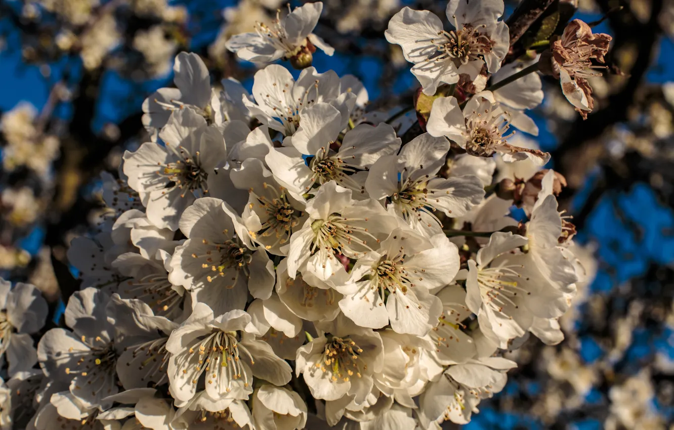 Photo wallpaper flowers, spring, white, flowering, a lot, blue background