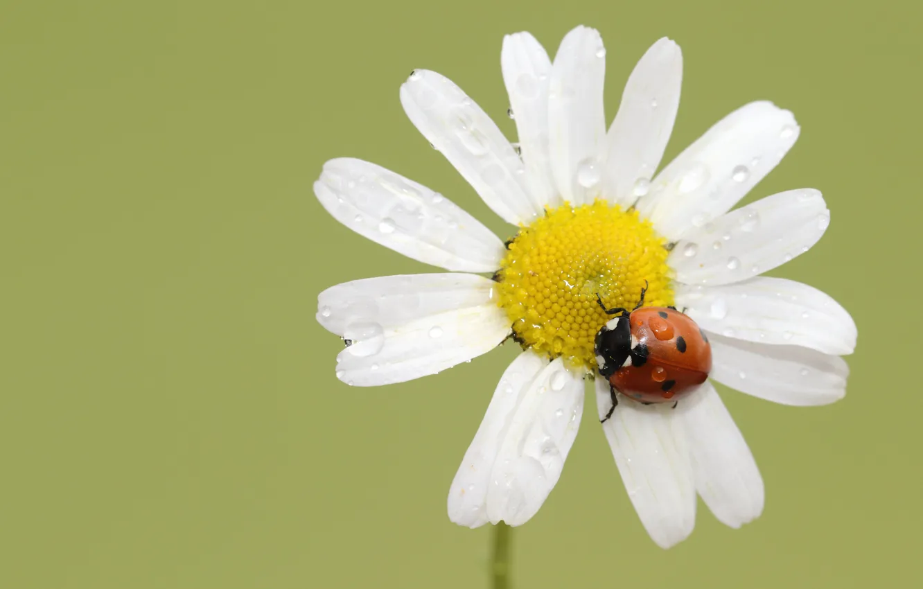 Photo wallpaper flower, macro, ladybug, beetle, Daisy, green background, water drops