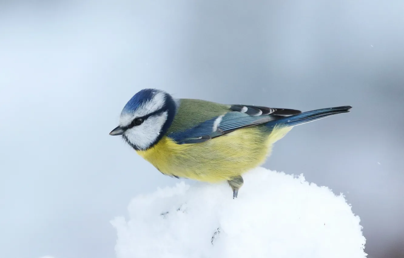 Photo wallpaper winter, snow, bird, tit, snowball
