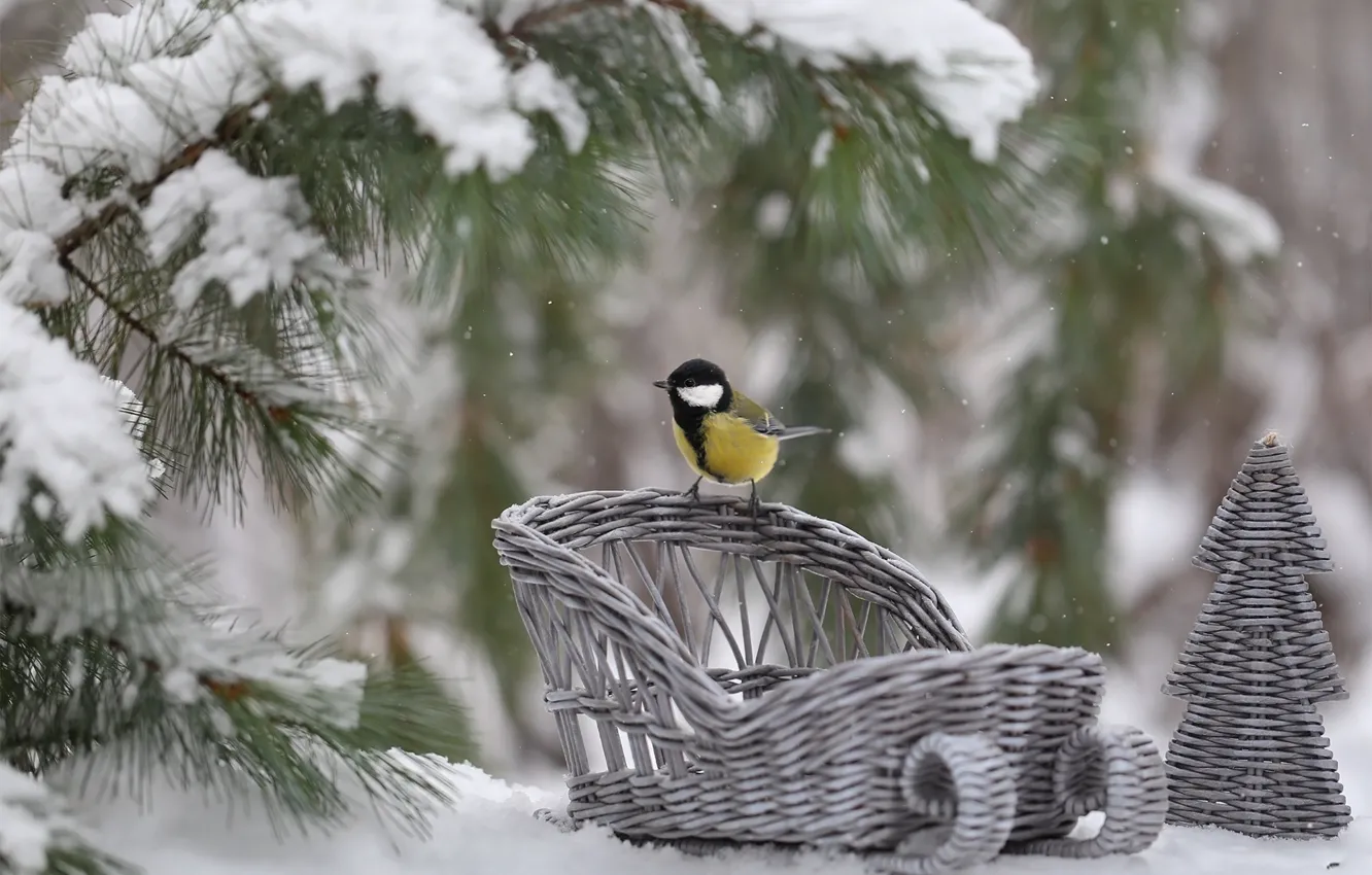 Photo wallpaper winter, snow, branches, nature, bird, herringbone, needles, tit