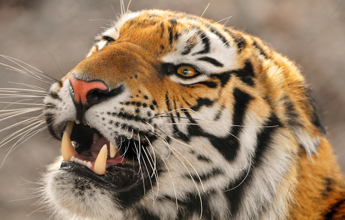 Photo wallpaper evil, the Amur tiger, far East, Ussuri, Panthera tigris altaica, large tiger, Amur tigr
