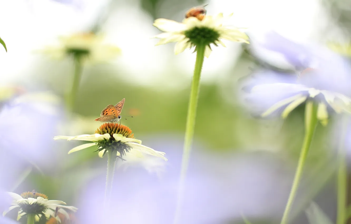 Photo wallpaper field, flowers, butterfly, petals, meadow, insect, Echinacea