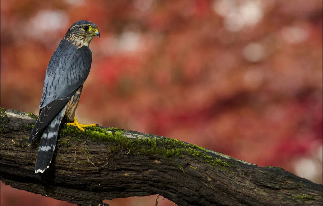 Photo wallpaper look, trees, stay, Merlin (Falco columbarius)