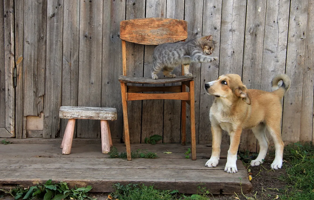 Photo wallpaper cat, background, dog