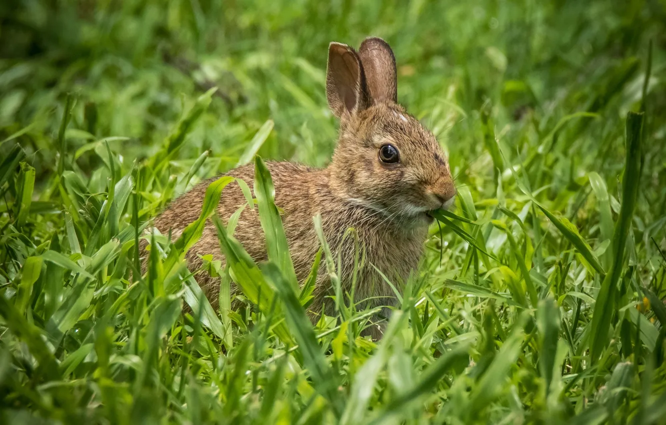 Photo wallpaper grass, rabbit, ears