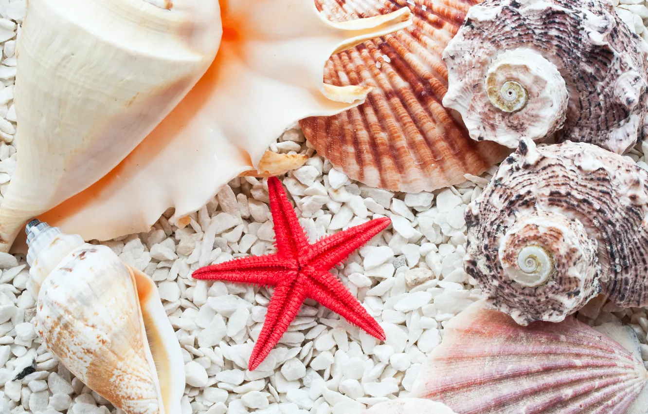 Photo wallpaper shell, starfish, pebbles