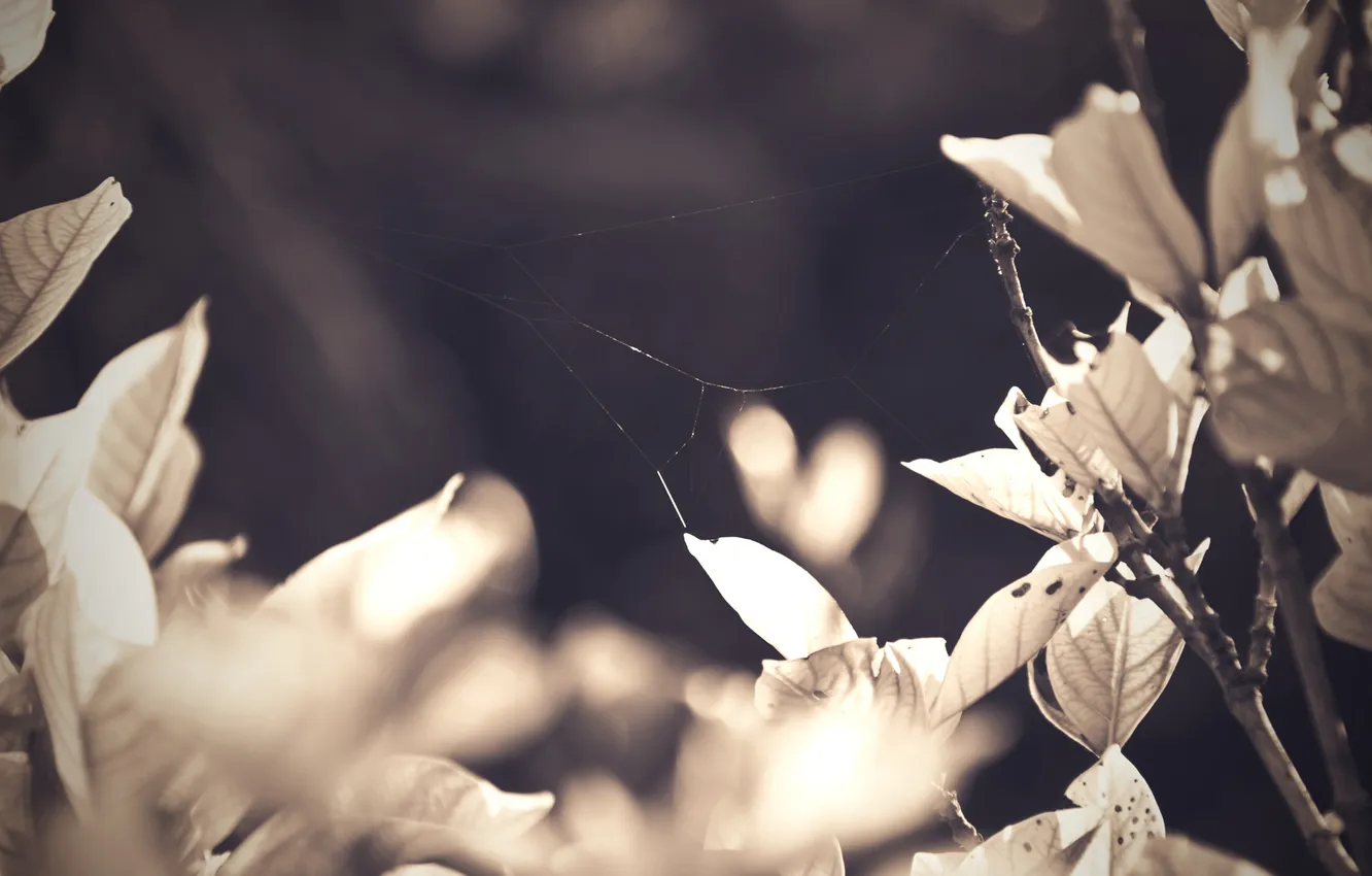 Photo wallpaper leaves, nature, photo, background, branch, Wallpaper, plant, Sepia