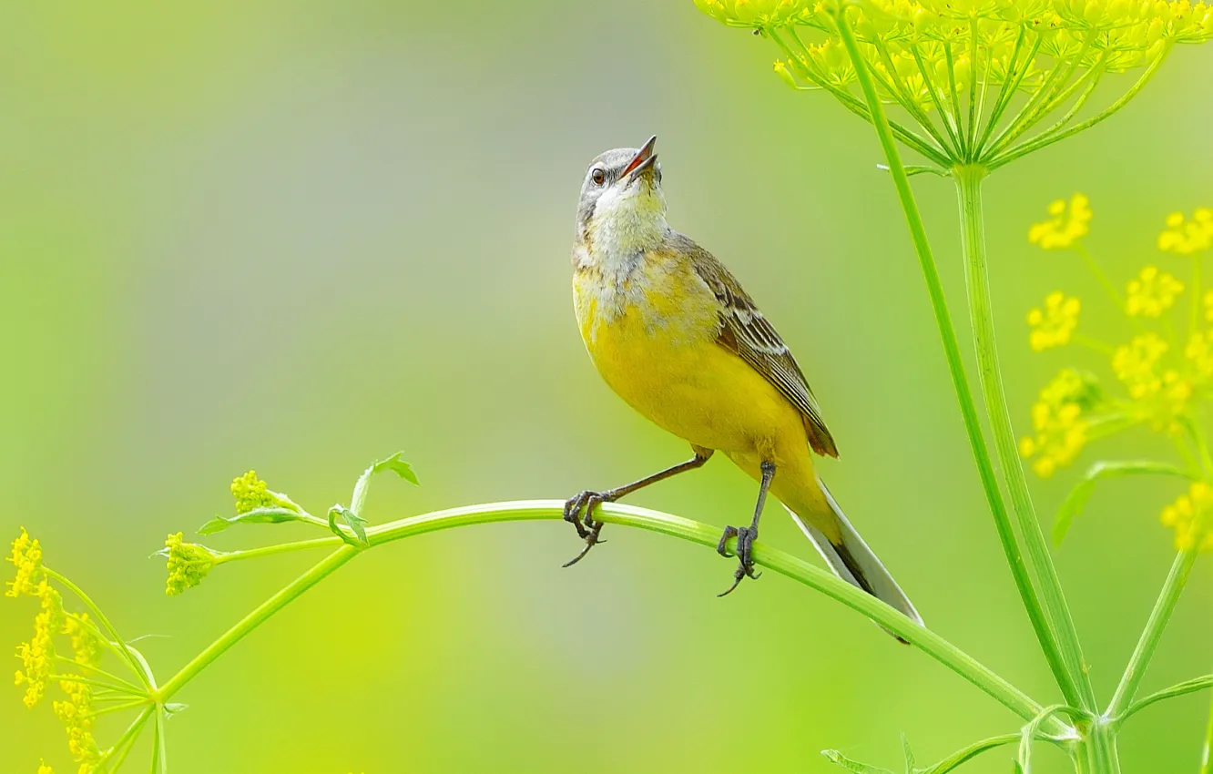 Photo wallpaper bird, pose, twig