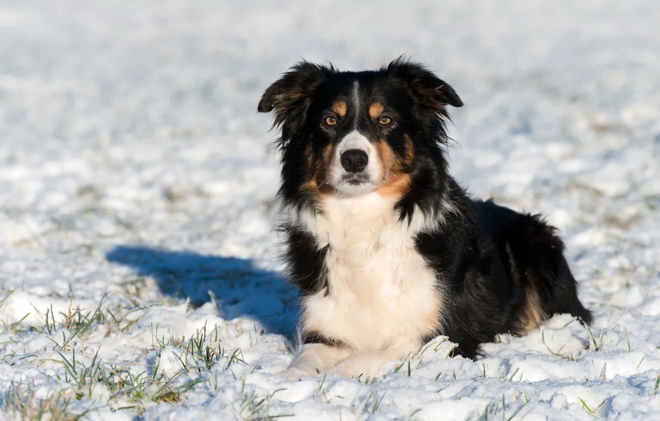 Photo wallpaper winter, look, face, the sun, lies, in the snow, The border collie