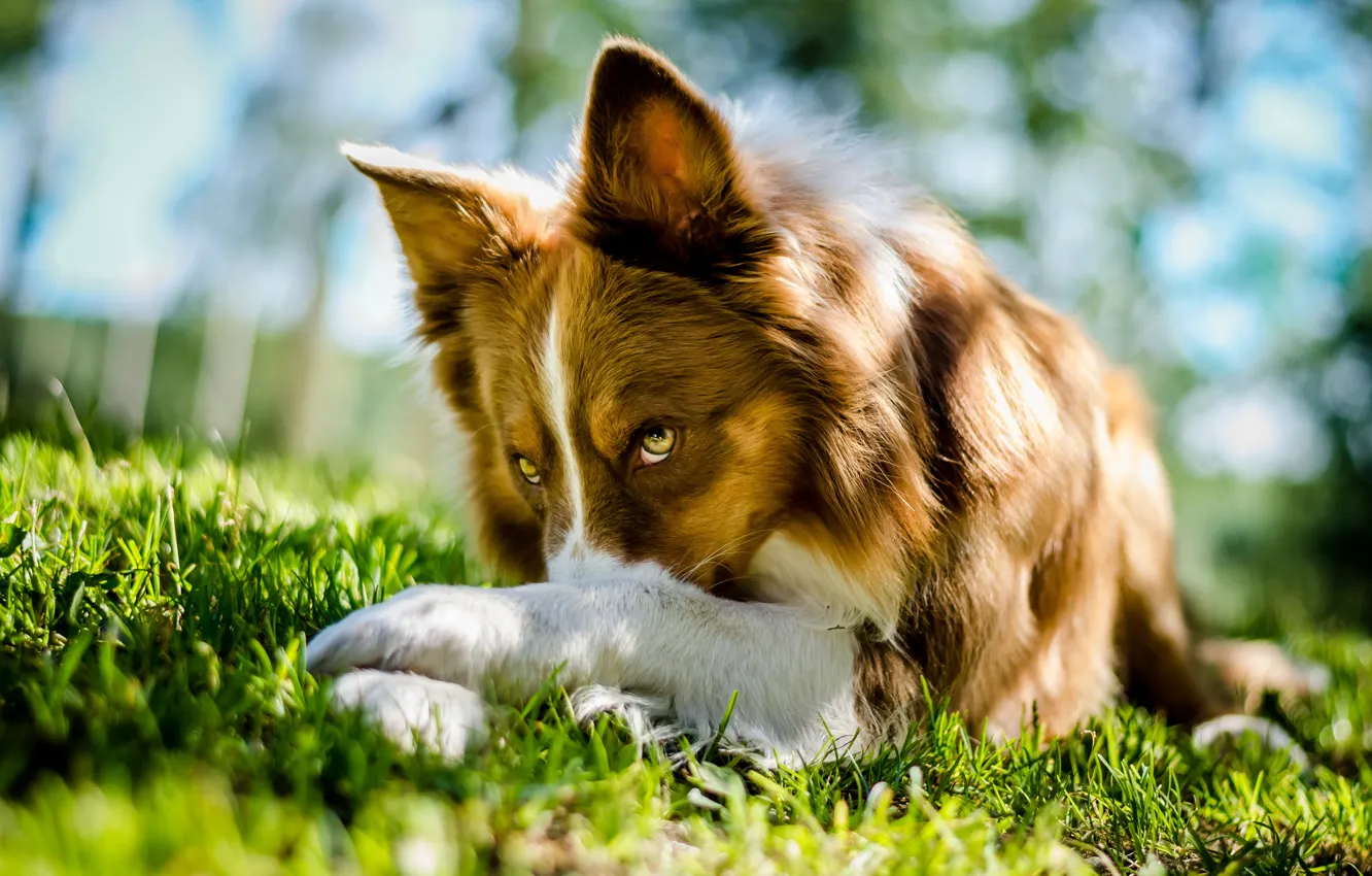 Photo wallpaper grass, look, dog, lies, Border Collie, Border collie
