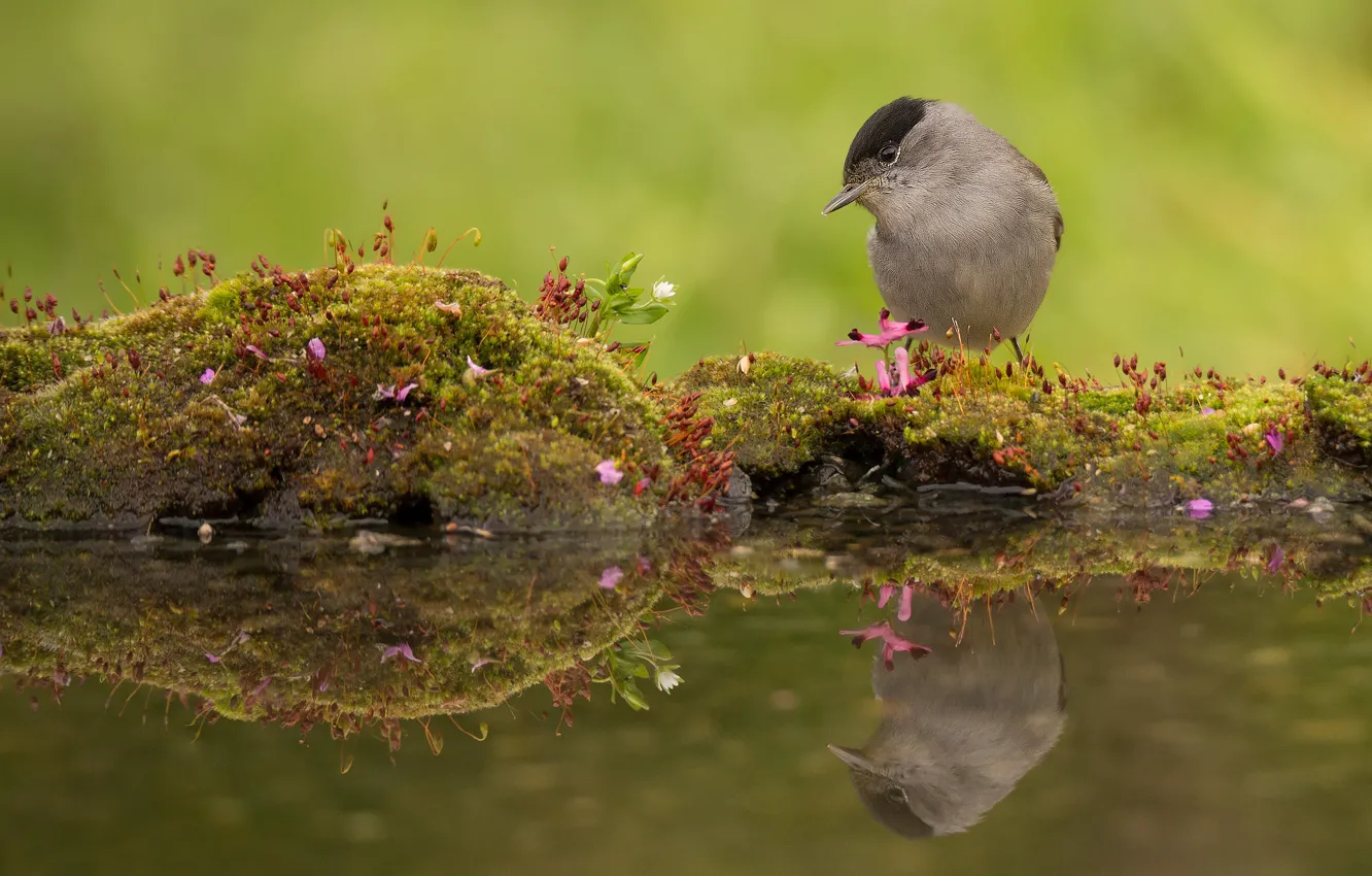 Photo wallpaper water, reflection, bird, moss, Warbler, Blackcap
