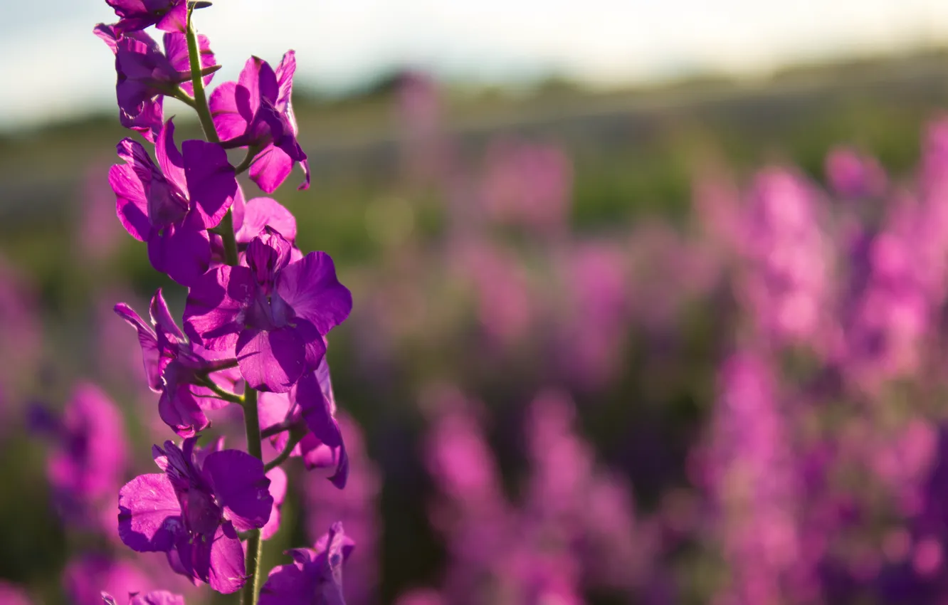 Photo wallpaper Field, Bokeh, Field, Delphinium, Delphinium, Larkspur