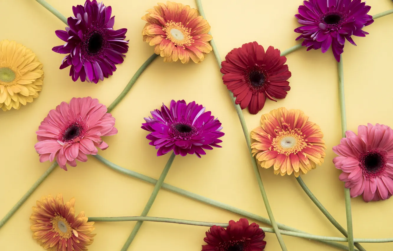 Photo wallpaper flowers, colorful, gerbera, pink, flowers, spring, gerbera