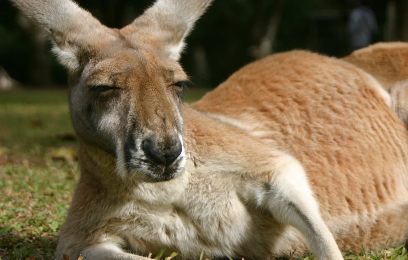 Photo wallpaper animals, fluffy, kangaroo, styling