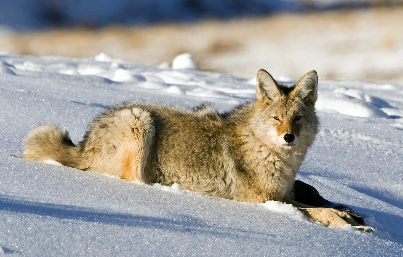 Photo wallpaper winter, snow, wolf, lies, coyote