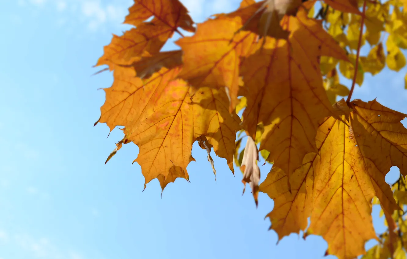 Photo wallpaper autumn, the sky, leaves, nature, yellow, blue background