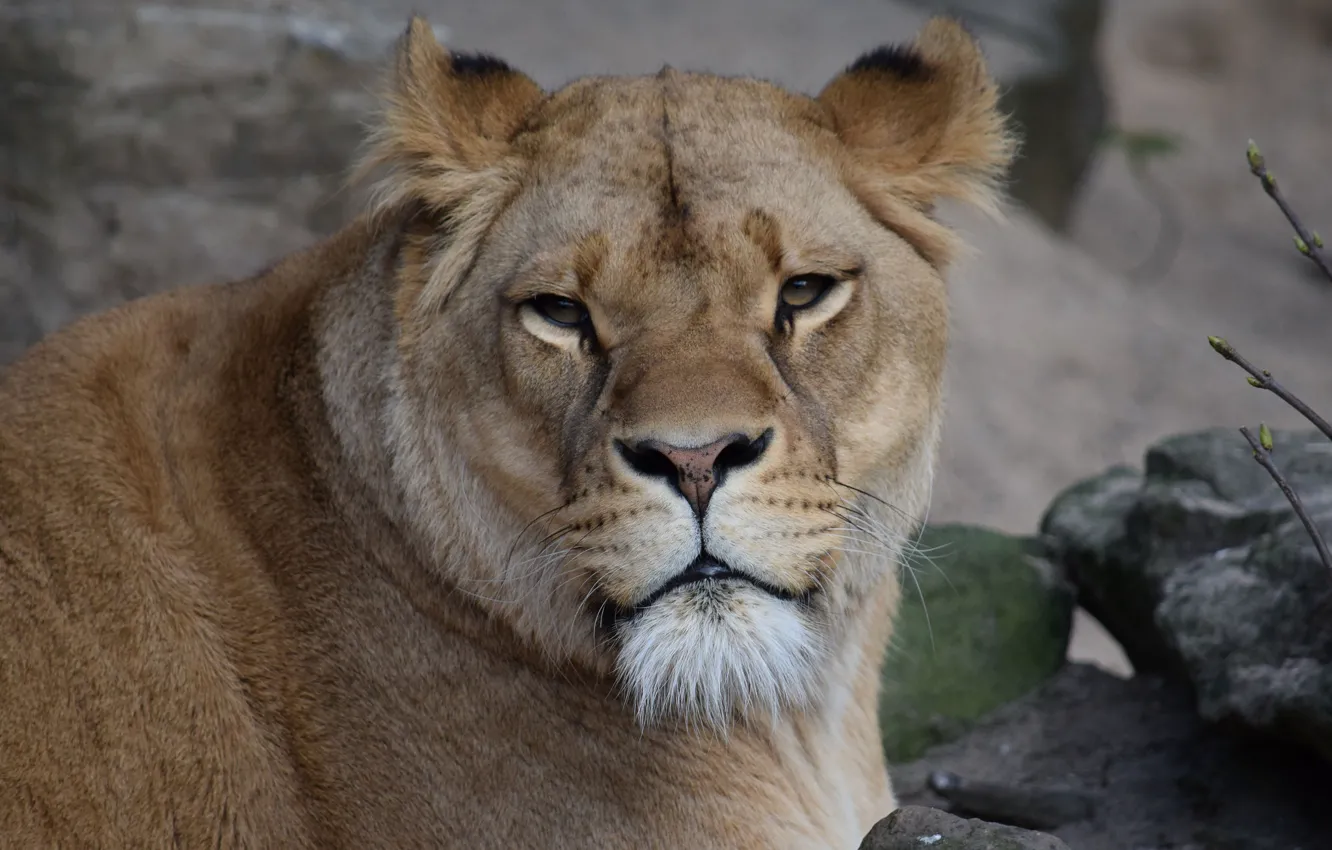 Photo wallpaper Look, Cat, Lioness, Face, Animal