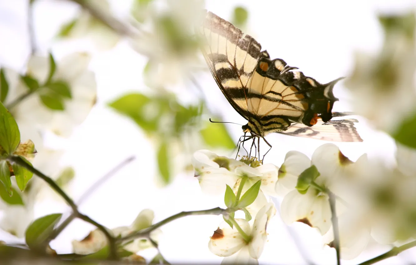 Photo wallpaper macro, light, flowers, branches, background, butterfly, spring, white background