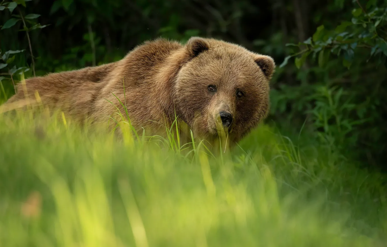 Photo wallpaper greens, grass, look, face, nature, portrait, bear, the mosquito