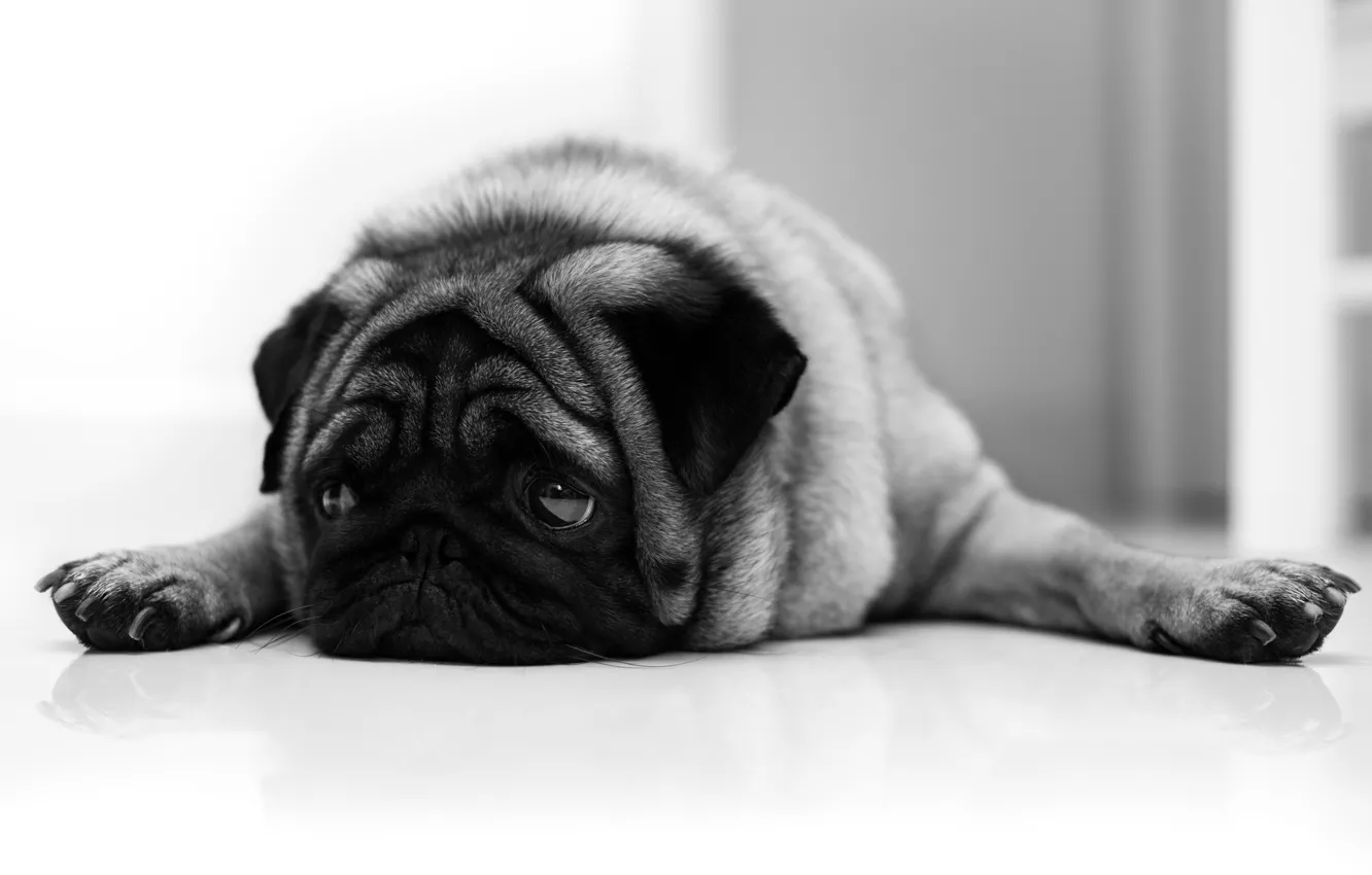 Photo wallpaper each, dog, pug, sad