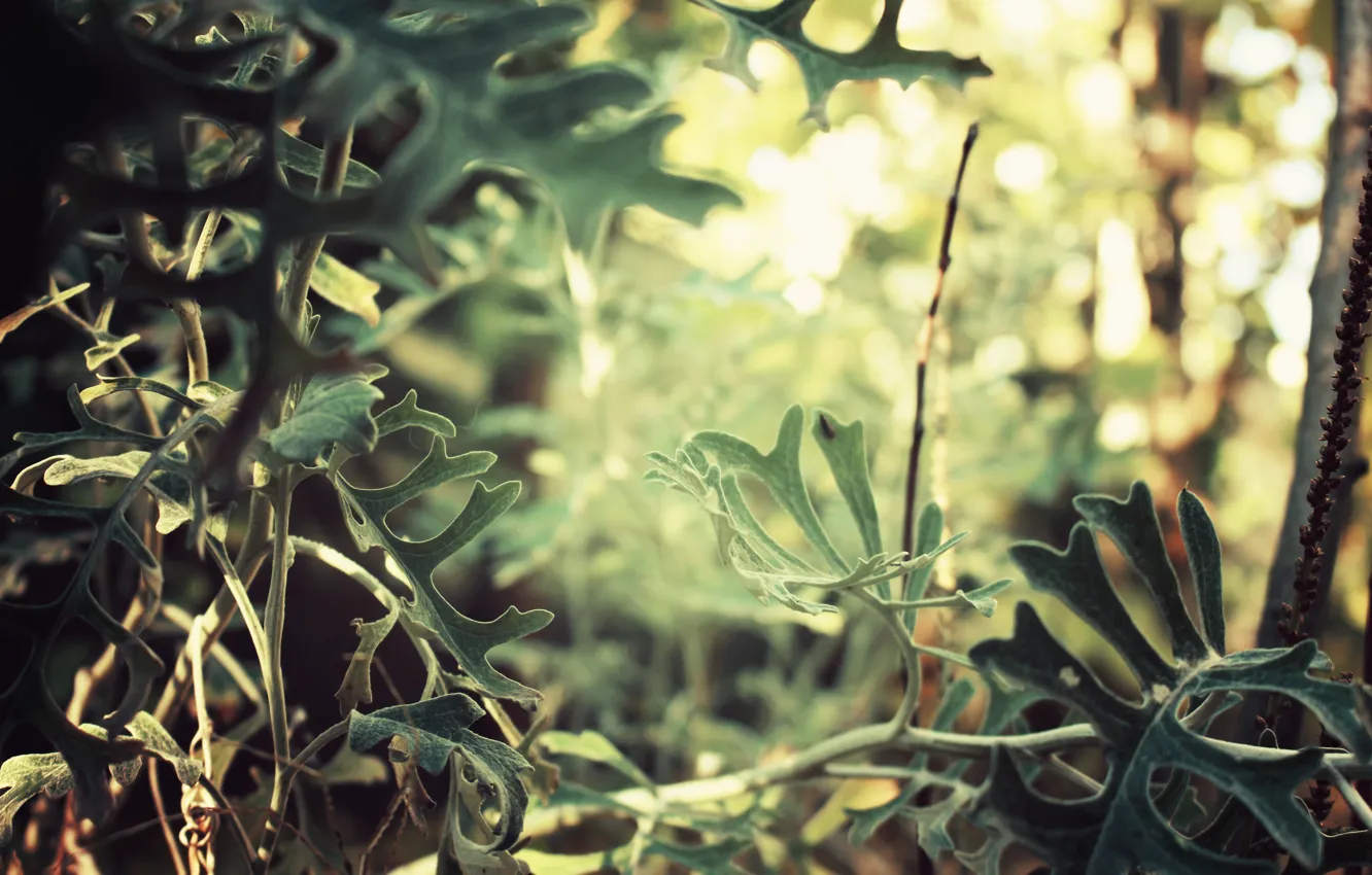 Photo wallpaper autumn, leaves, foliage, forest, river, trees, landscape, nature