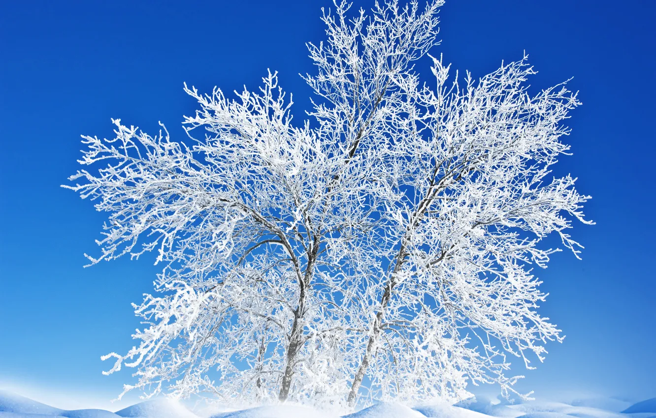 Photo wallpaper winter, frost, the sky, snow, landscape, nature, tree