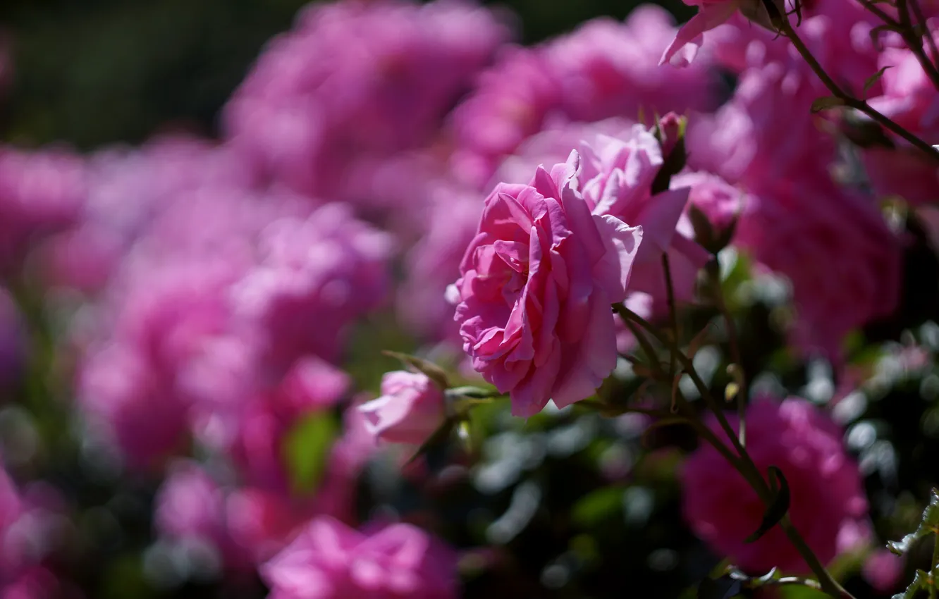 Photo wallpaper flowers, branches, rose, roses, garden, pink, a lot, bokeh