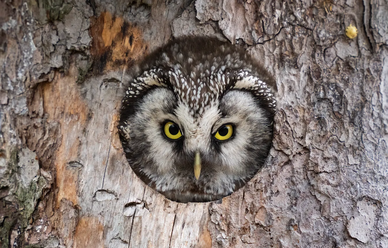 Photo wallpaper look, trees, owl, bird, portrait, hole, trunk, bark