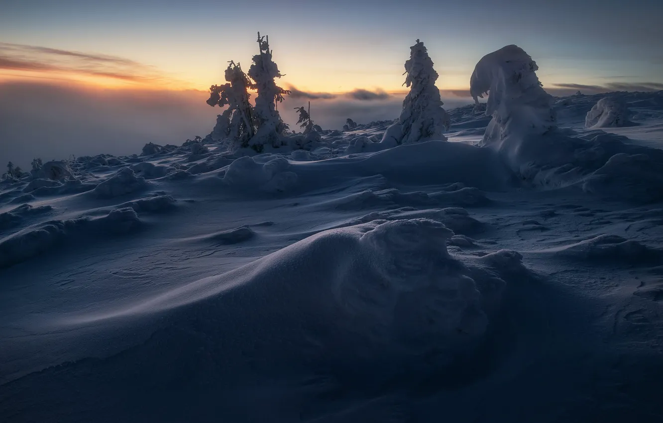 Photo wallpaper winter, the sky, snow, trees, fog, dawn, in the snow, ate