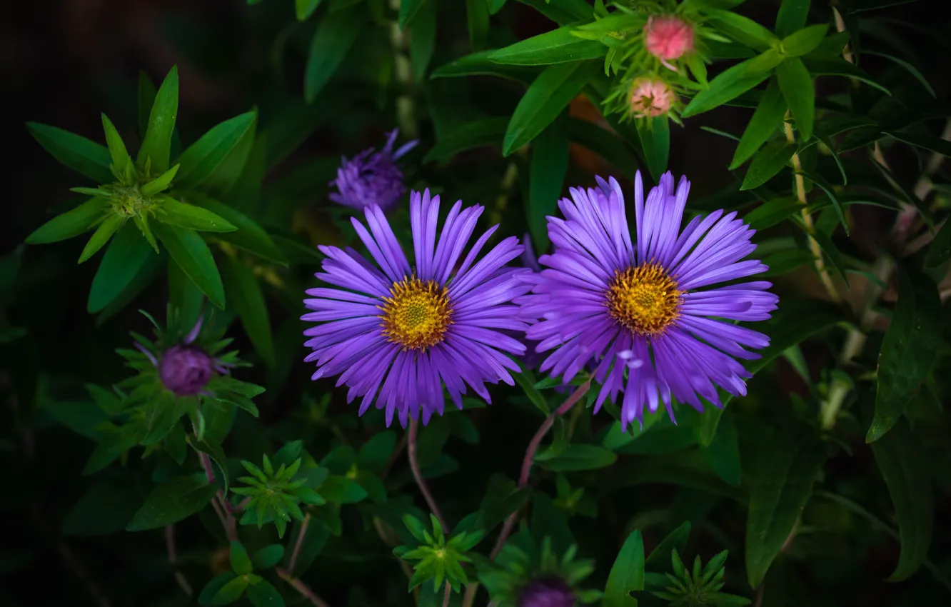 Photo wallpaper leaves, flowers, garden, Duo, flowerbed, lilac, asters