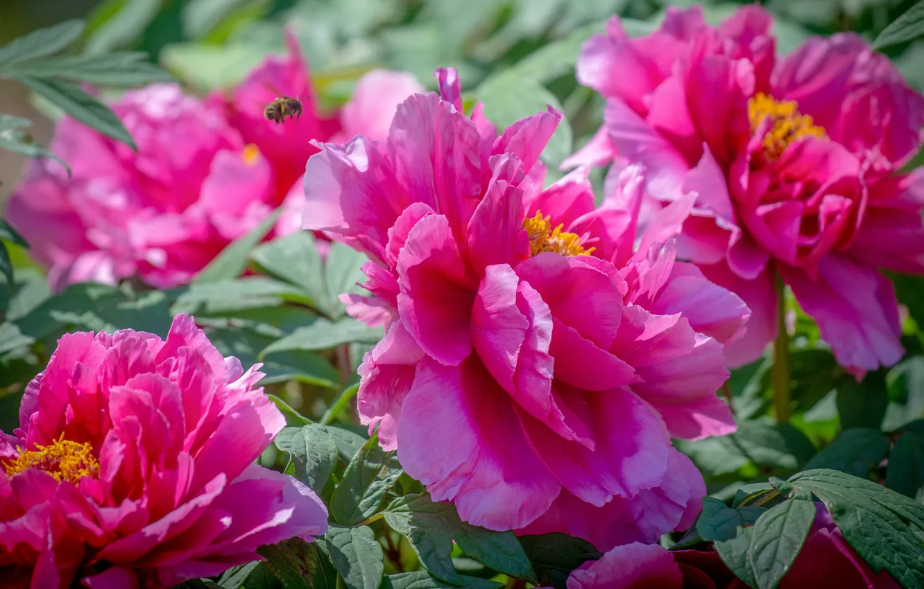 Photo wallpaper flowers, garden, blur, bokeh, petals, peonies, insect, flowering