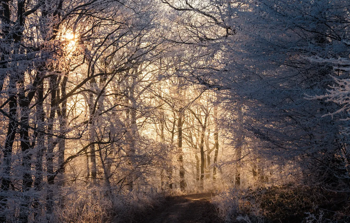 Photo wallpaper winter, road, forest, light, morning
