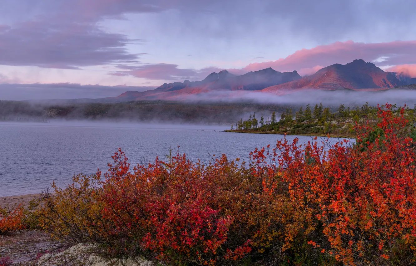 Photo wallpaper trees, landscape, mountains, nature, fog, lake, shore, vegetation