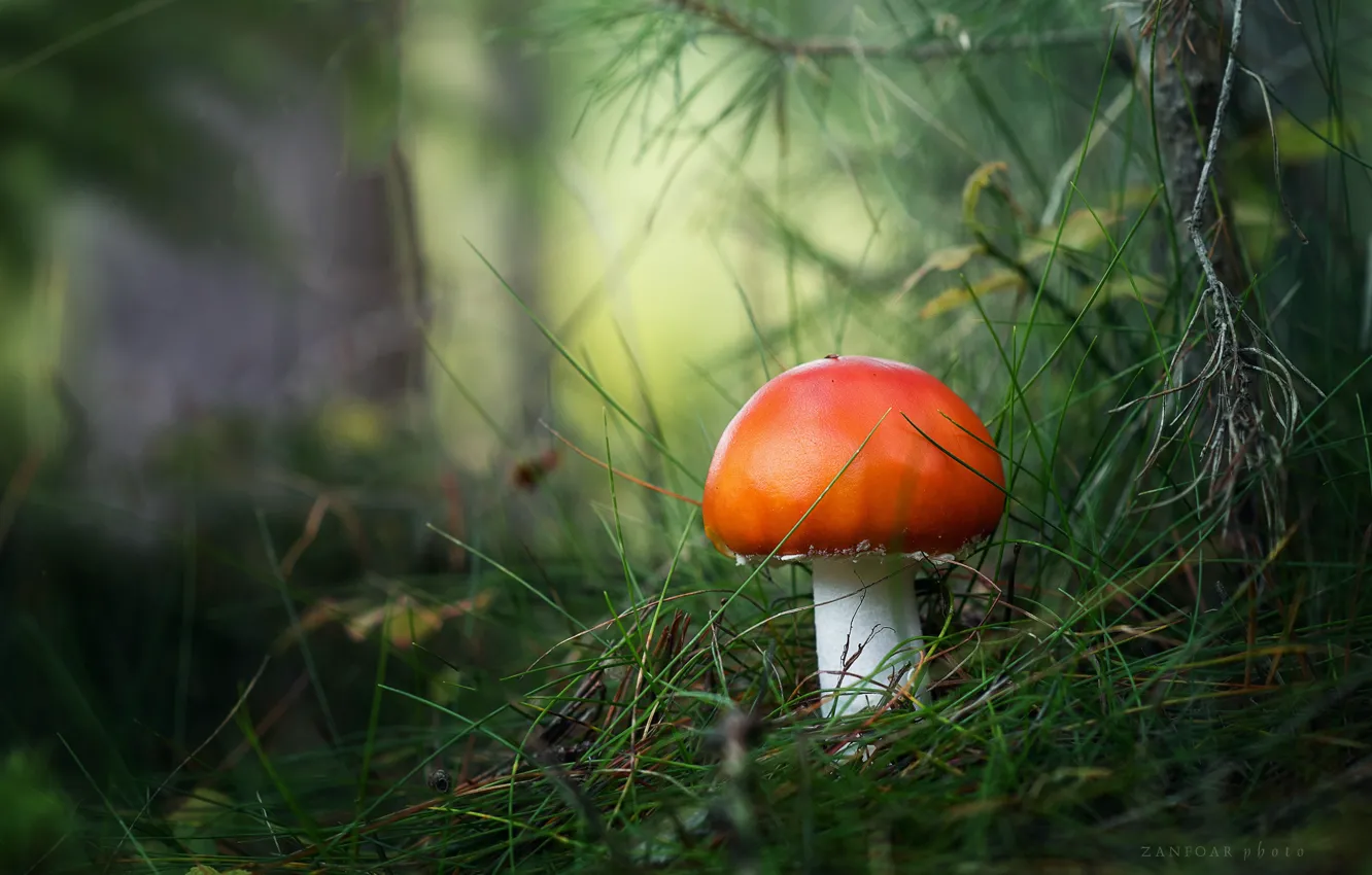 Photo wallpaper grass, trees, nature, mushrooms, Zan Foar