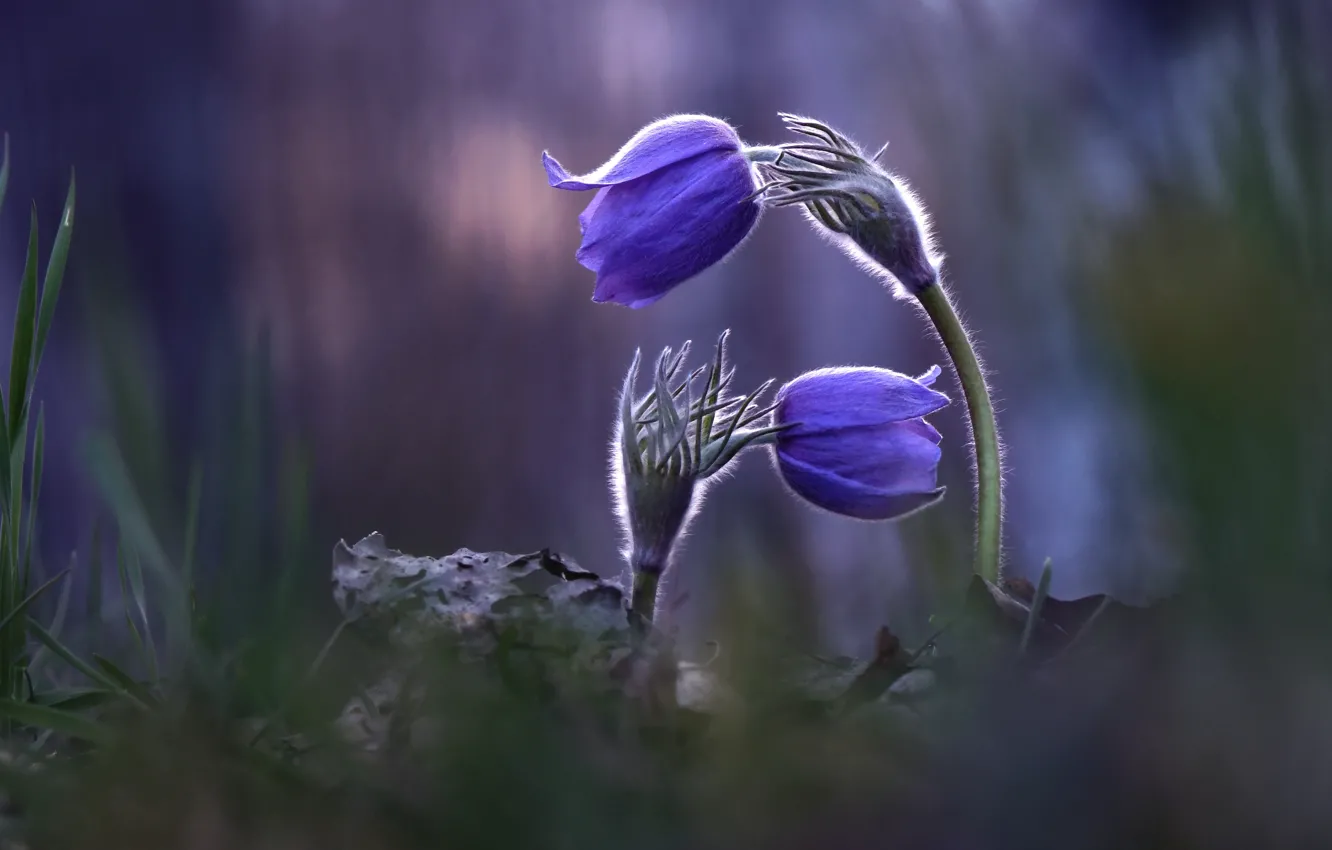 Photo wallpaper blur, Duo, Sleep-grass, Cross, Alexey Makeev