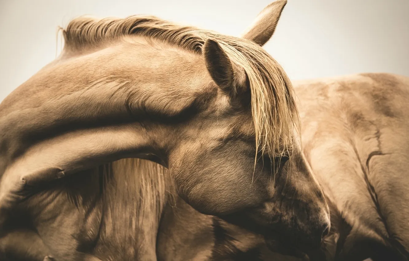 Photo wallpaper horses, head, neck
