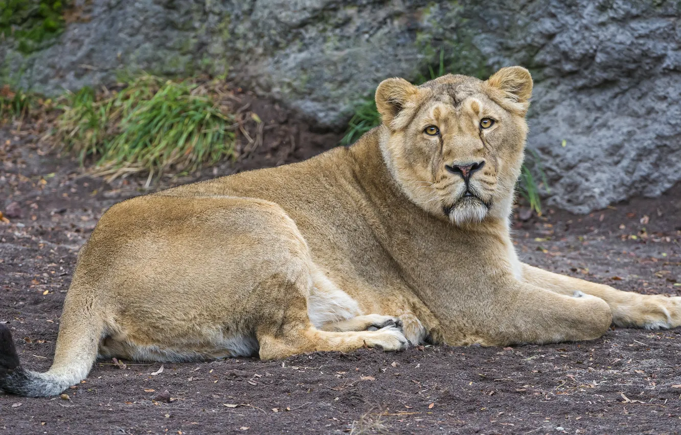 Photo wallpaper cat, stay, lioness, ©Tambako The Jaguar