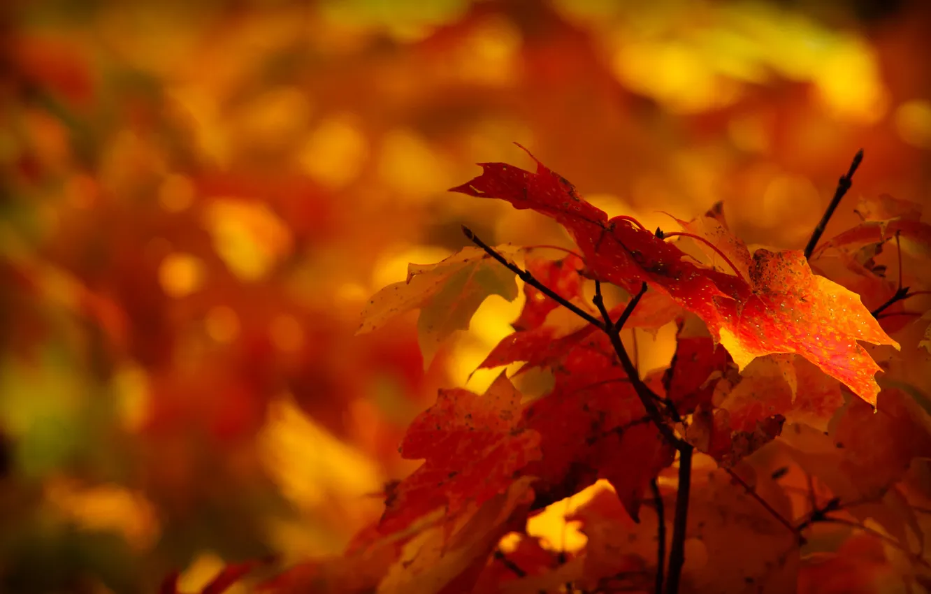 Photo wallpaper autumn, leaves, macro, yellow, red, nature
