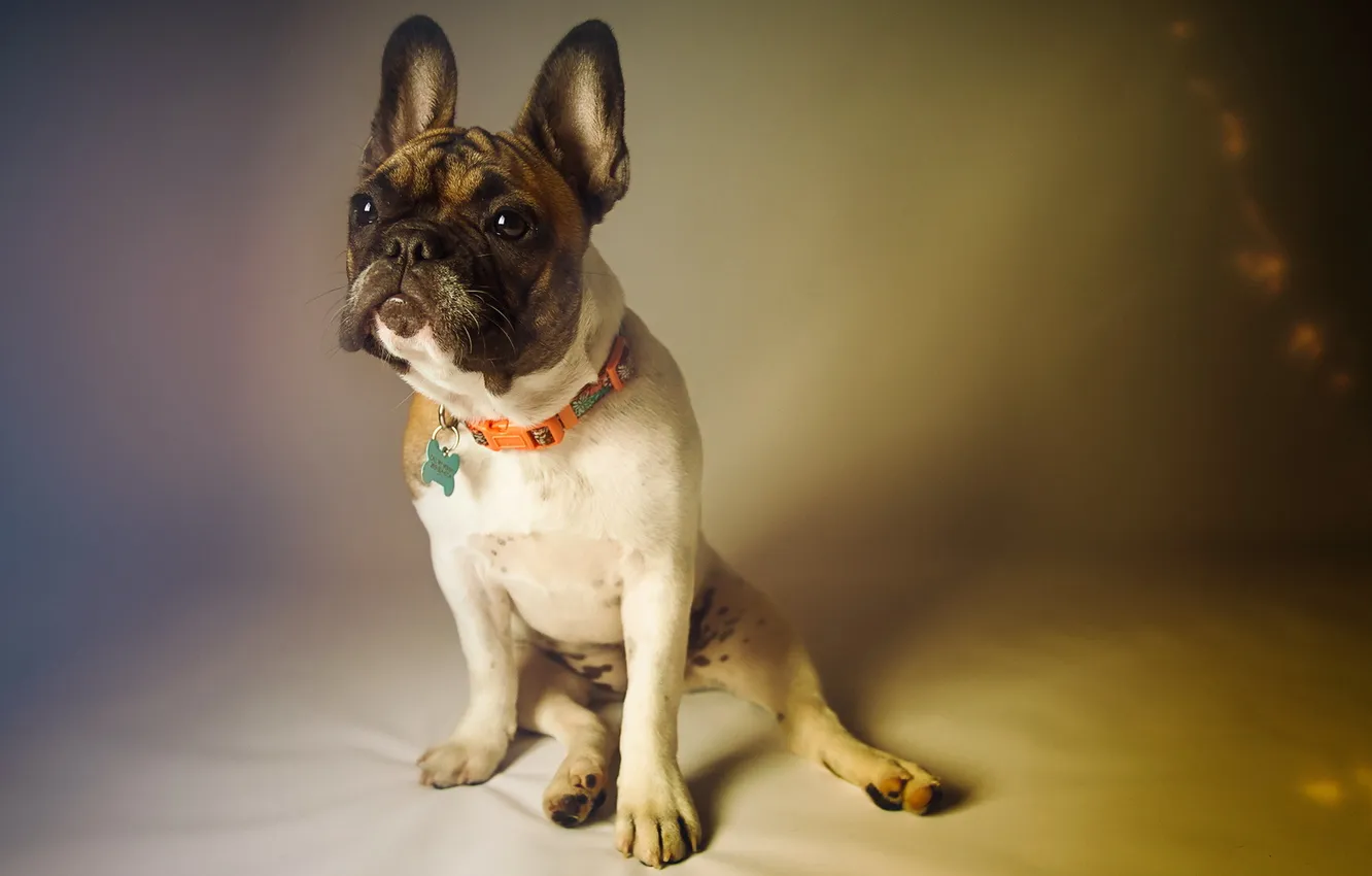 Photo wallpaper look, each, dog