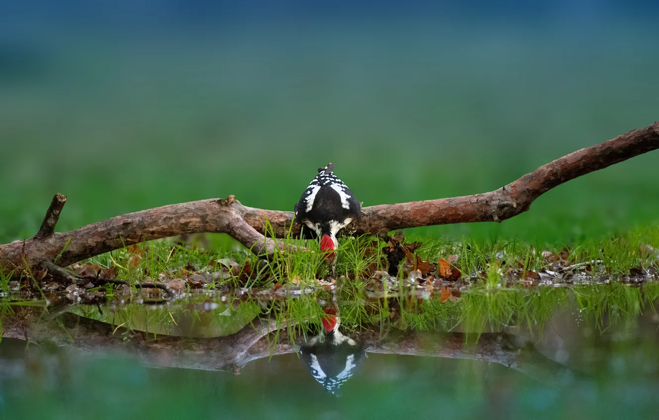 Photo wallpaper reflection, bird, branch, woodpecker, snag, drink, pond