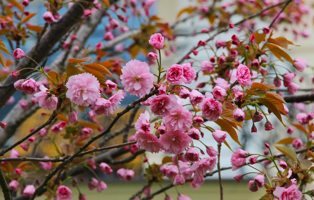Photo wallpaper flower, spring, twig, Japanese cherry
