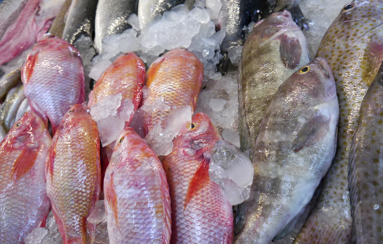 Photo wallpaper ice, fish, seafood, Frozen meat